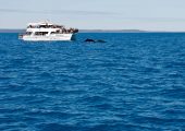 Whale watching boat at sea with whales breaking the surface of the water.