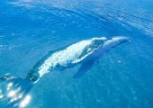 Humpback whale in the ocean