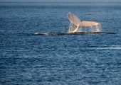Humpback Whale Swimming
