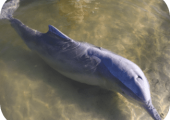 Dolphin in the shallows