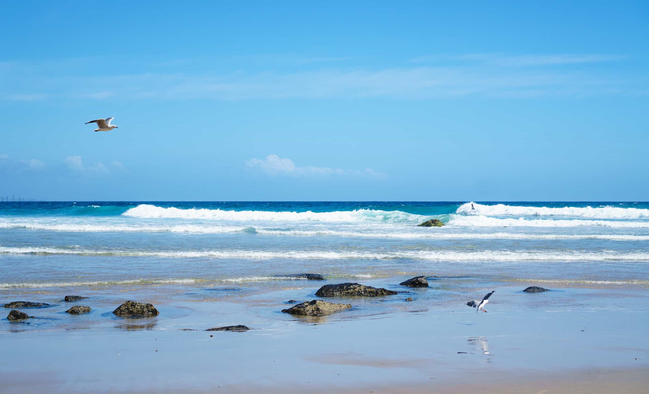 Rainbow Bay Beach with surfers and birds enjoying the beach